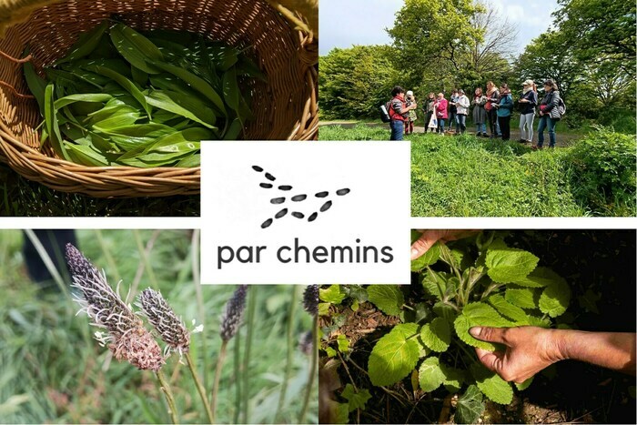 Balade-découverte des plantes sauvages comestibles