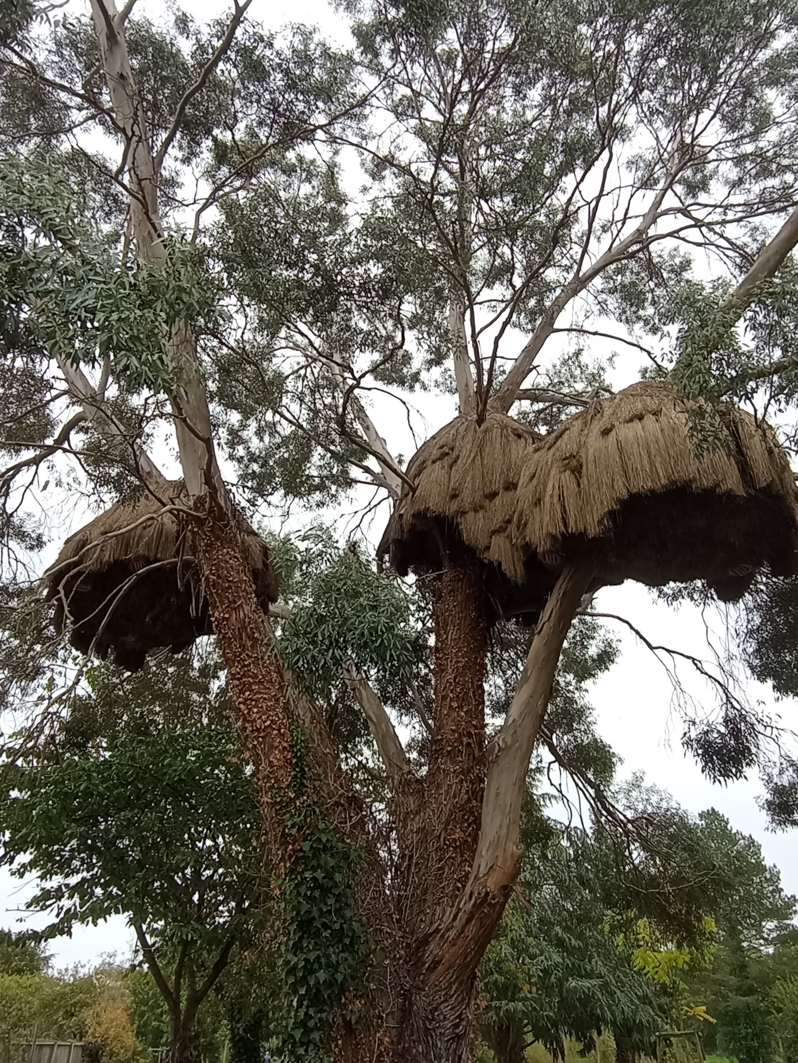 Nichoir (Wild and Raw - Duncan Lewis)